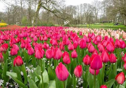 Sinh nhật thứ 75 của vườn hoa tulip Hà Lan
