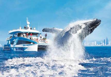 Du thuyền ngắm cá voi tại Hàn Quốc