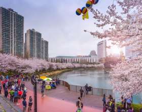 Top 5 điểm ngắm hoa anh đào tuyệt đẹp nhất Hàn Quốc