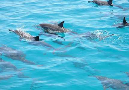 Du lịch Maldives dịp Hè nô đùa cùng cá Mập