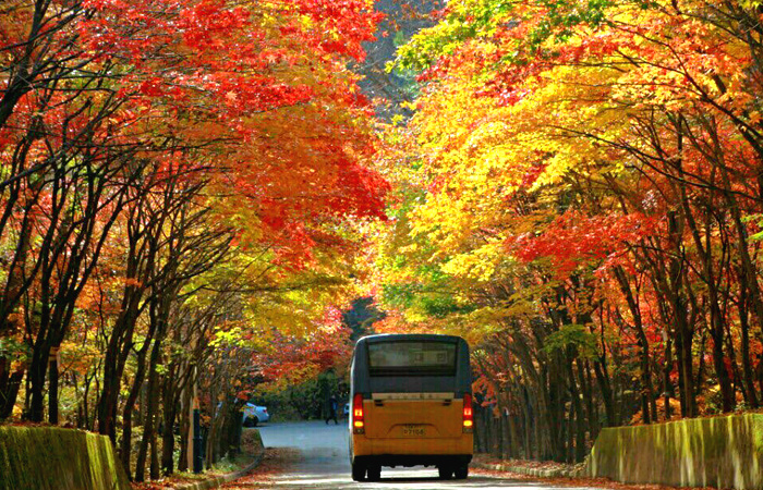 Mùa thu tại Nhật Bản rất mát mẻ