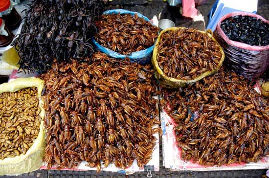 Món ăn từ côn trùng Campuchia
