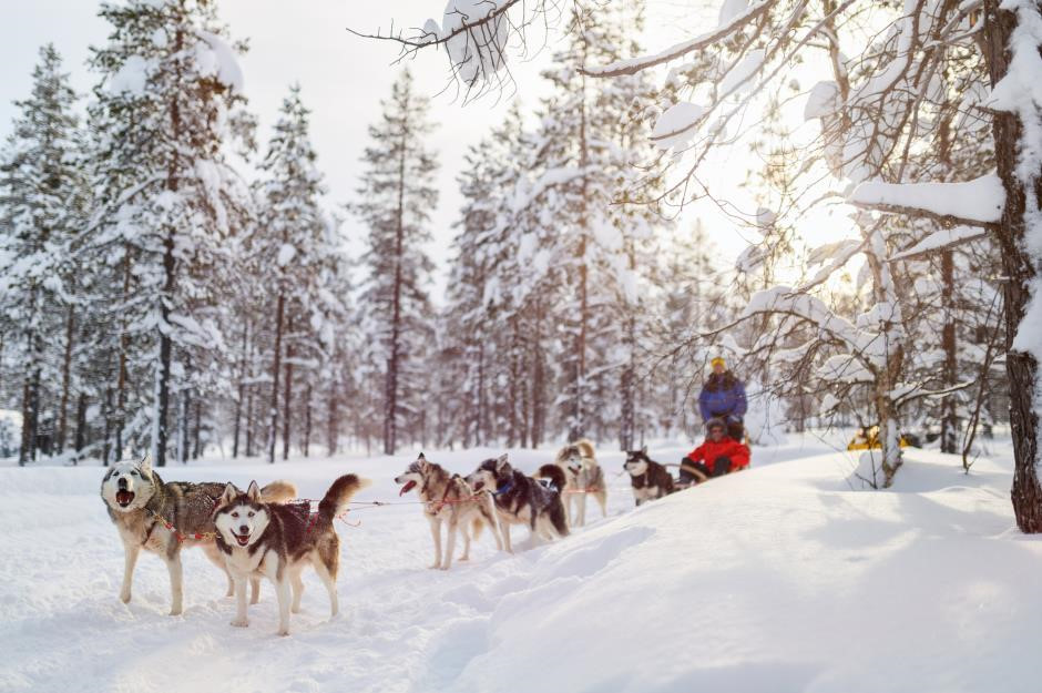 Những chú chó sẽ đưa bạn đi khám phá Saariselkä