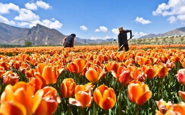 Nông dân trồng Hoa Tulip