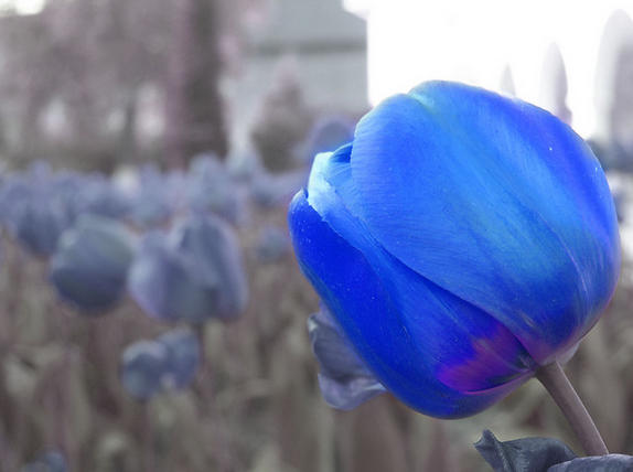 Hoa Tulip Xanh