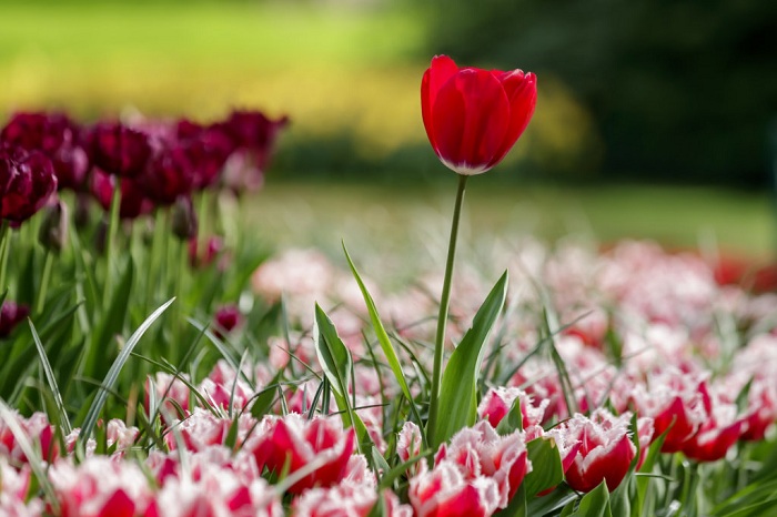 Hoa Tulip khoe sắc trong Công viên Keukenhof