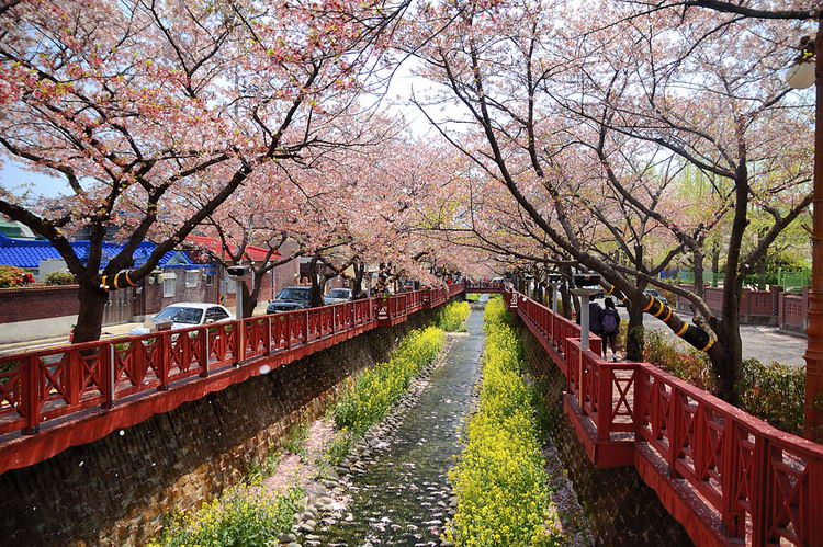 Địa điểm du lịch Jinhae nổi tiếng tại Hàn Quốc