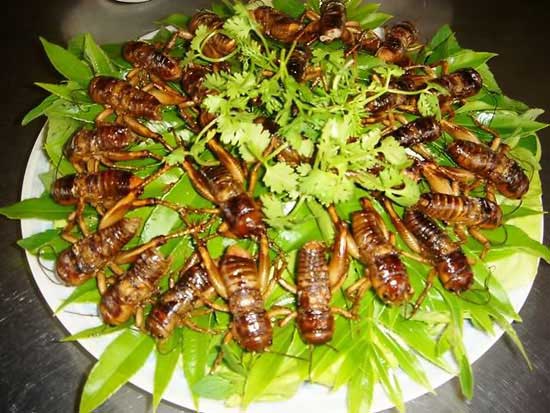 Món ăn từ côn trùng