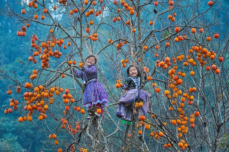 Du lịch Mộc Châu mùa thu với đồi hồng trĩu quả