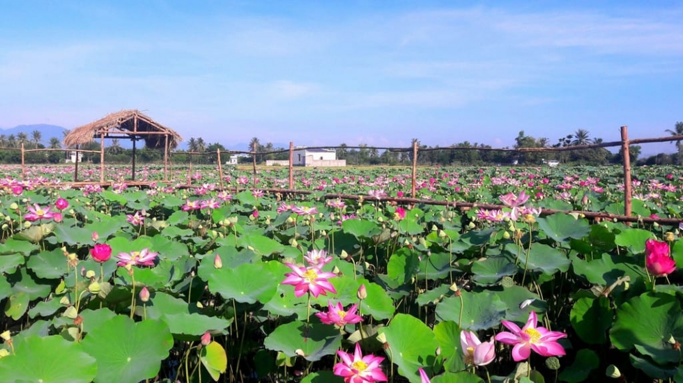 Thỏa mãn nhu cầu chụp ảnh với cánh đồng sen Phước Đồng