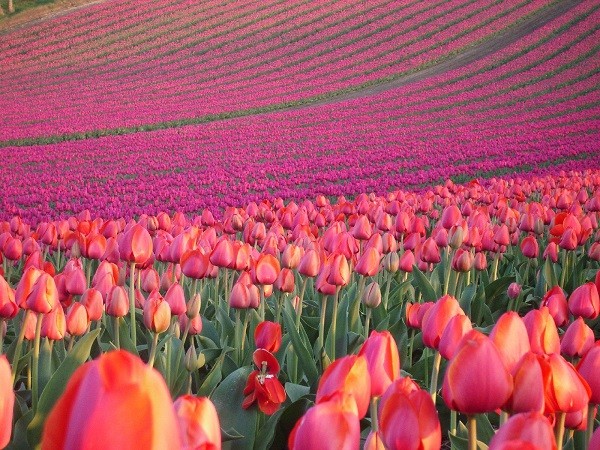 cánh đồng hoa tulip 3