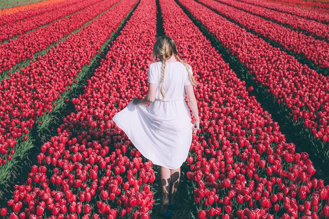 cánh đồng hoa tulip 5