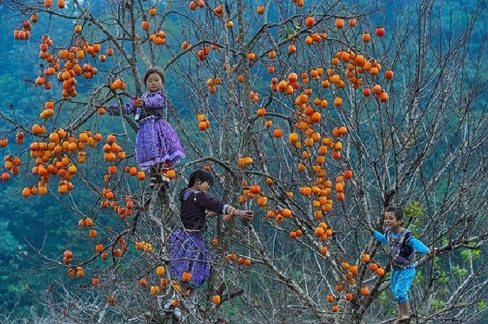 Du lịch Mộc Châu mùa thu với đồi hồng trĩu quả