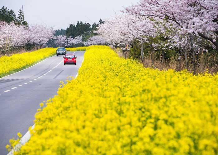 Đảo có khí hậu đại dương ôn hòa, tháng nóng nhất không quá 33 độ C.