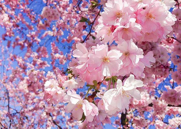 Hoa anh đào mỗi mùa xuân tại Hàn Quốc