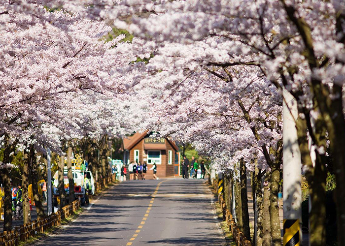 Các mùa hoa trên đảo Jeju Hàn Quốc